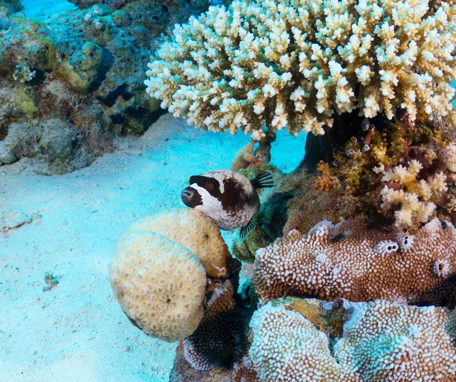 Puffer fish is living in the coral