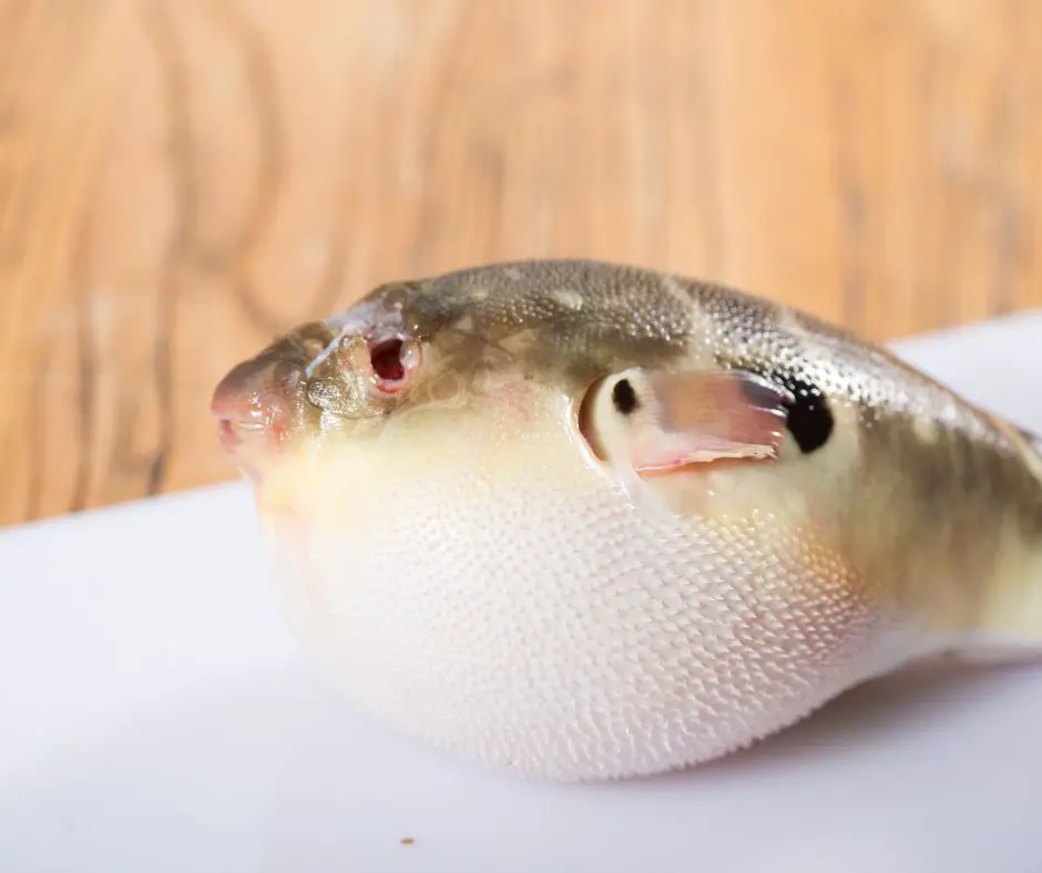 Puffer fish is puffing and being cleaned for cooking ingredients.