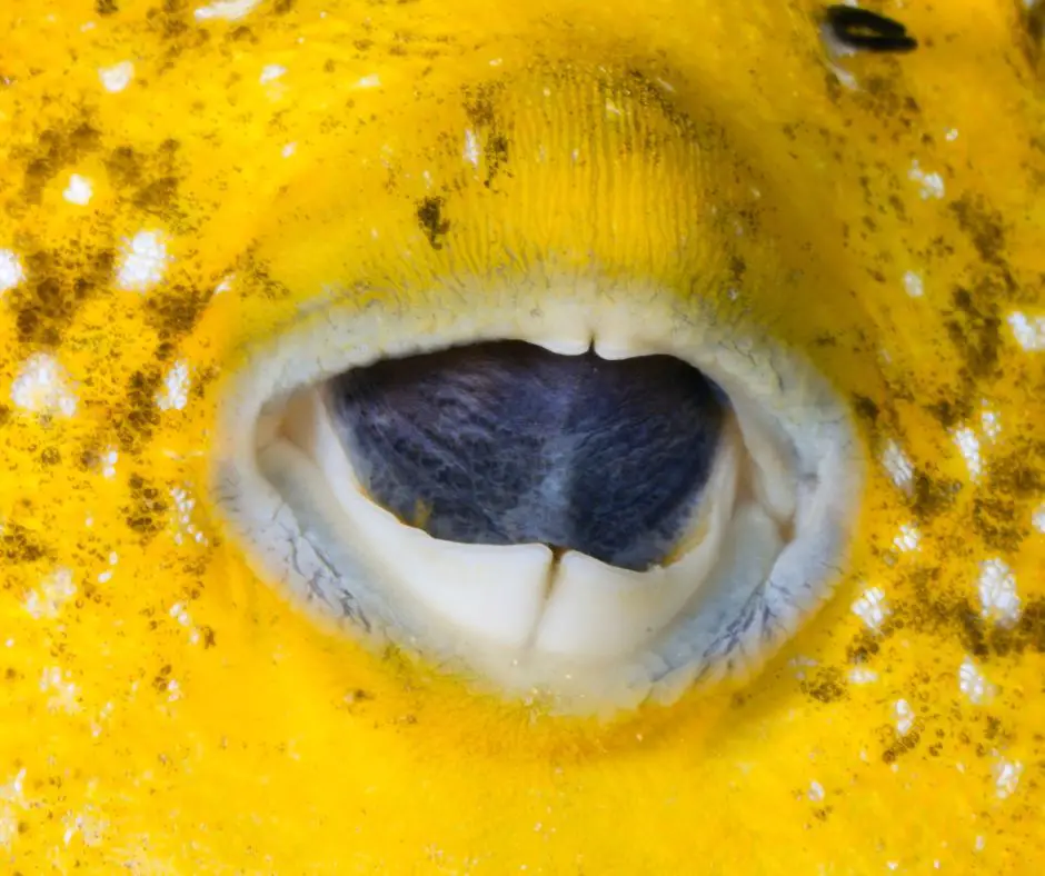 Puffer fish teeth