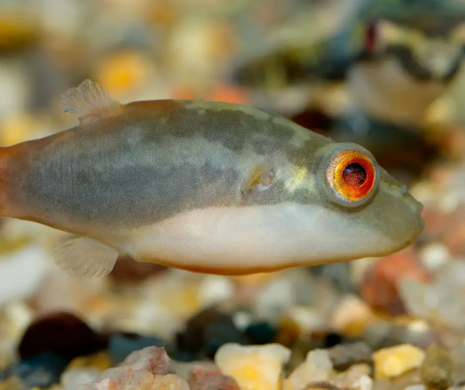 Red-eyed puffer fish is swimming close to the bottom of the tank