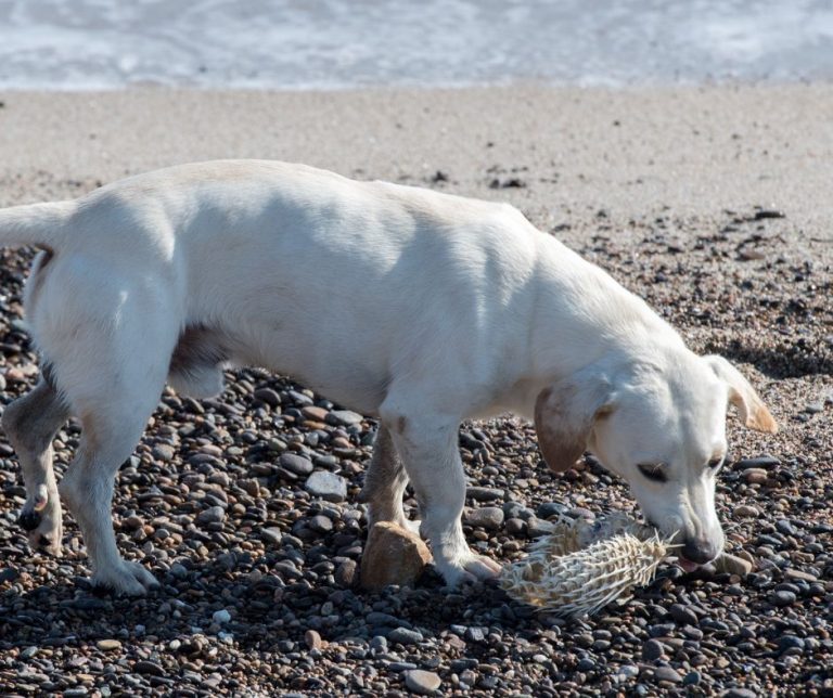 Are Dead Puffer Fish Poisonous to Dogs?