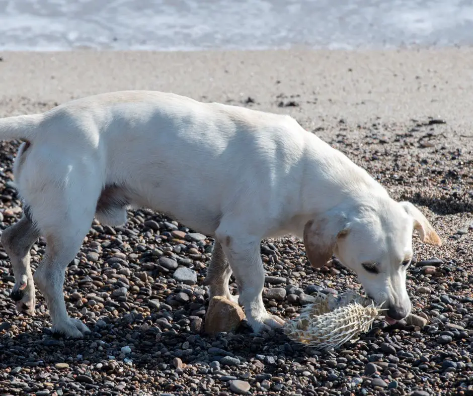 The dog is sniffing the dead puffer fish