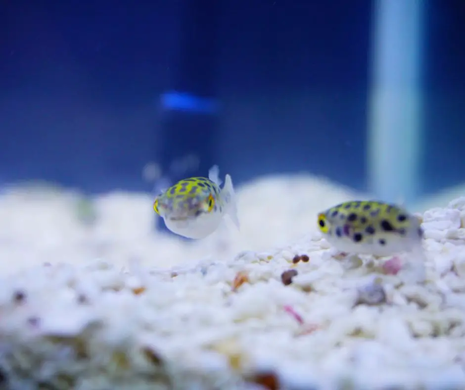 Two green spotted puffer fish in a tank