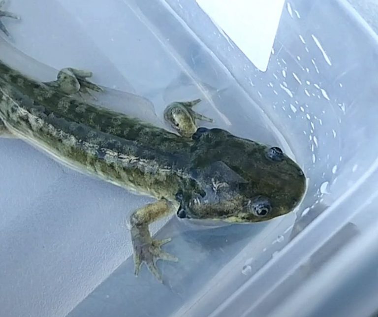 Water Dog Vs Axolotl