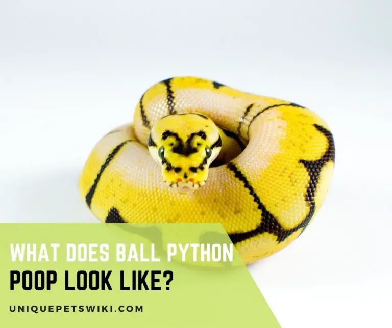 What Does Ball Python Poop Look Like? (Vet Answer)