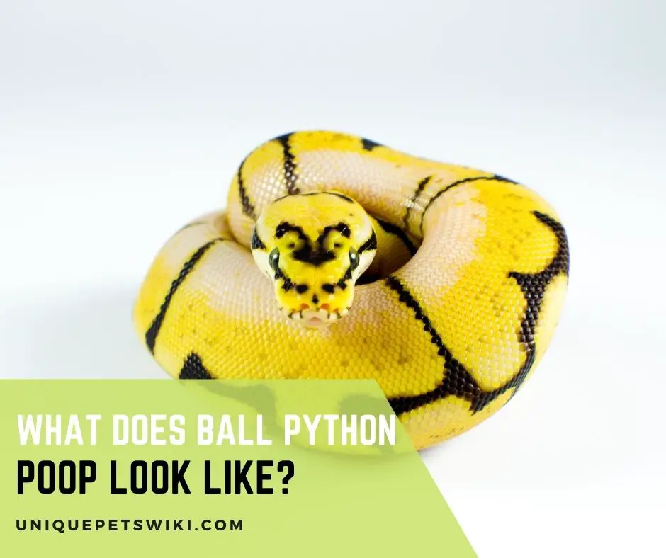 What Does Ball Python Poop Look Like
