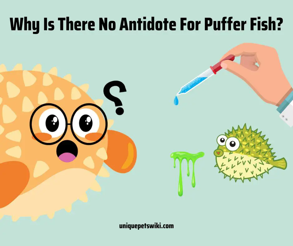 Why Is There No Antidote For Puffer Fish