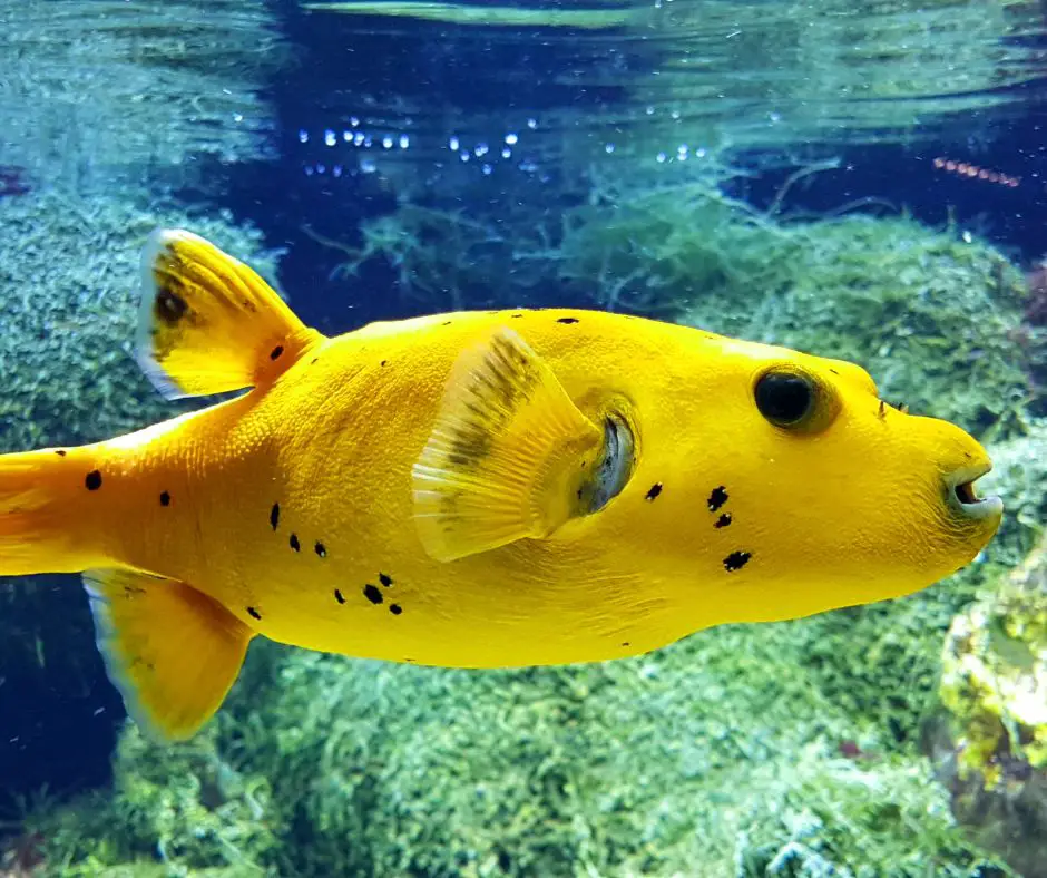 Yellow puffer fish is swimming close to the surface of the tank
