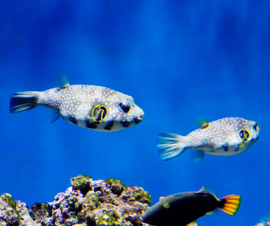 a couple of puffer fish swimming