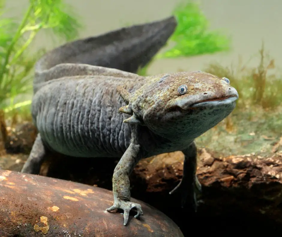 a fully grown axolotl