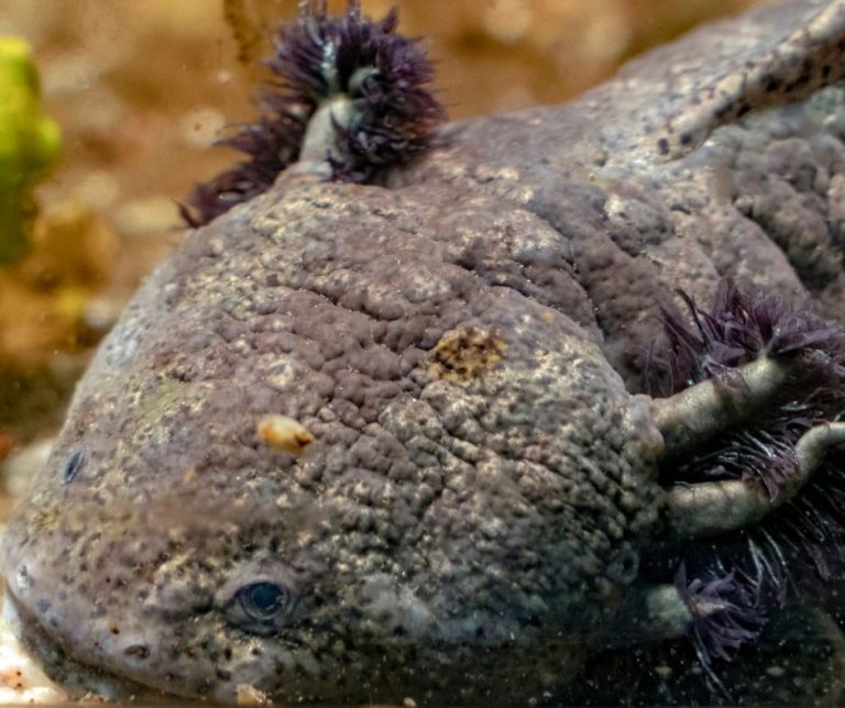 Axolotl White Fungus On Gills Signs, Cause, and Treatment