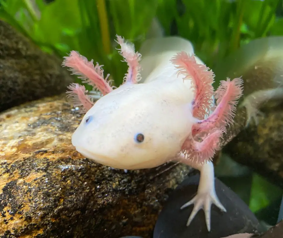 axolotl is crawling on a rock