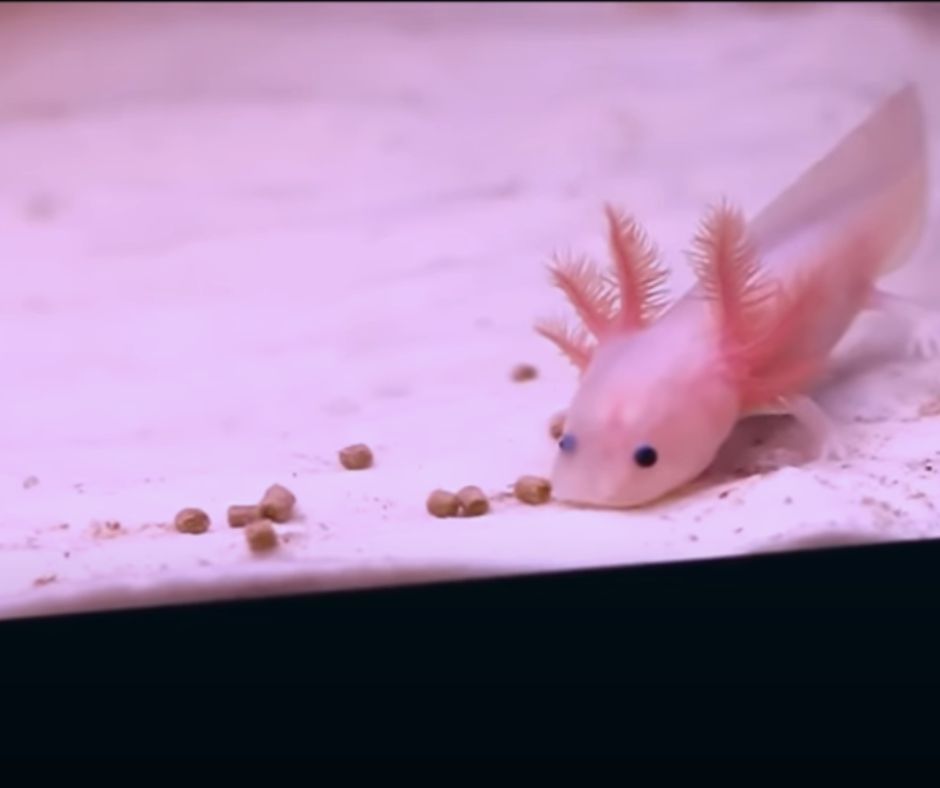 axolotl eat pellets
