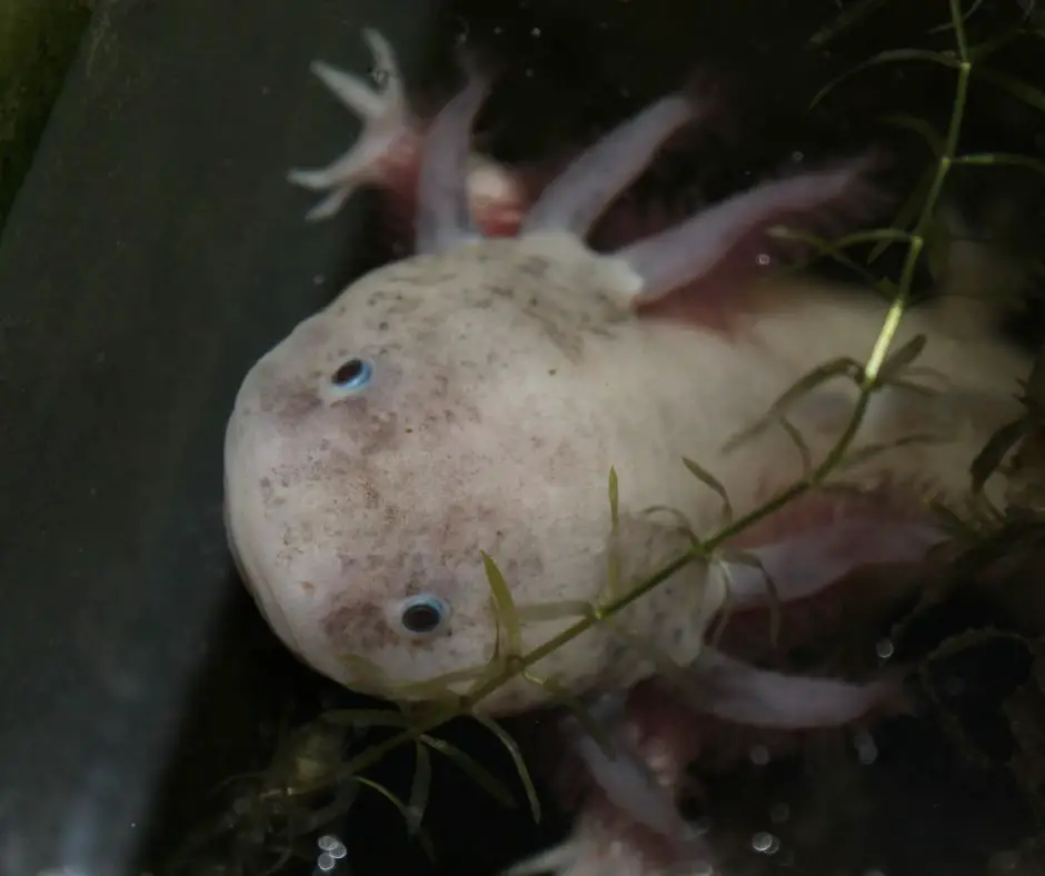 axolotl is hiding under the aquatic plants