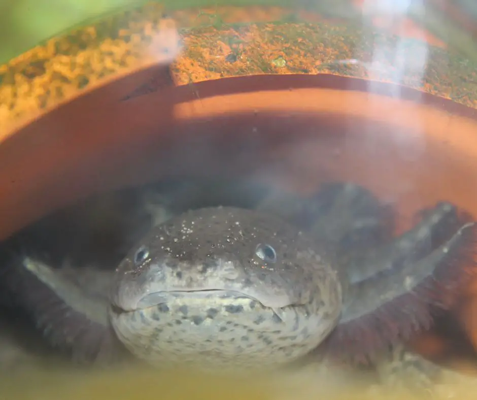 axolotl is lying in a PVC pipe