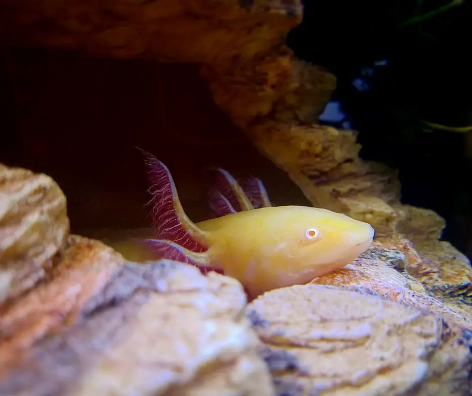 axolotl is lying in a cave