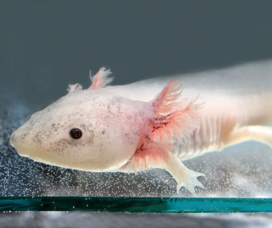 axolotl is lying in a tank full of oxygen balls