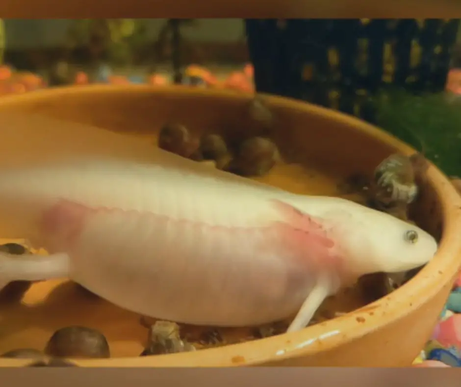 axolotl is pregnant