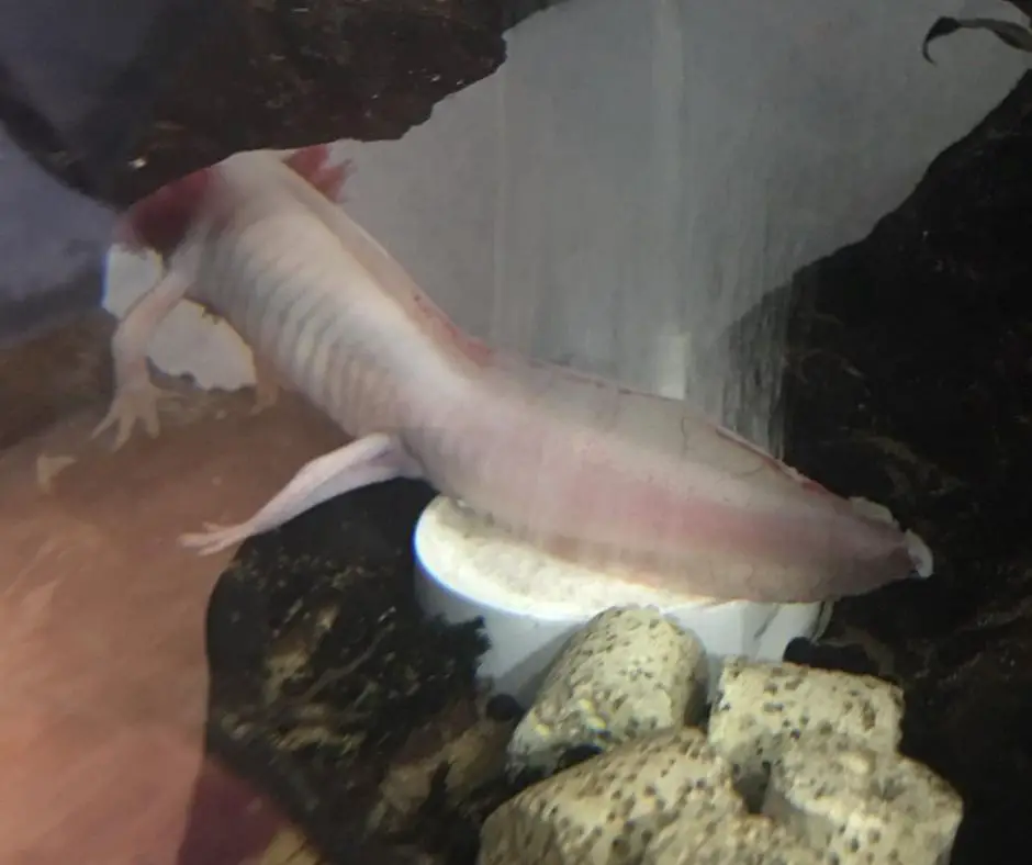 axolotl is rotten