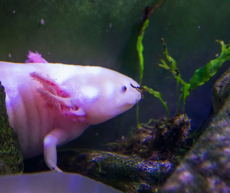 Do Axolotls Need an Air Pump?