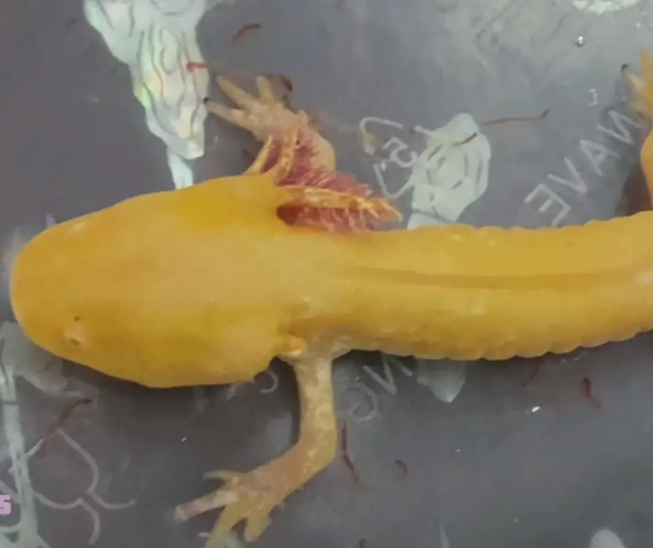 axolotl is suffering from fungus