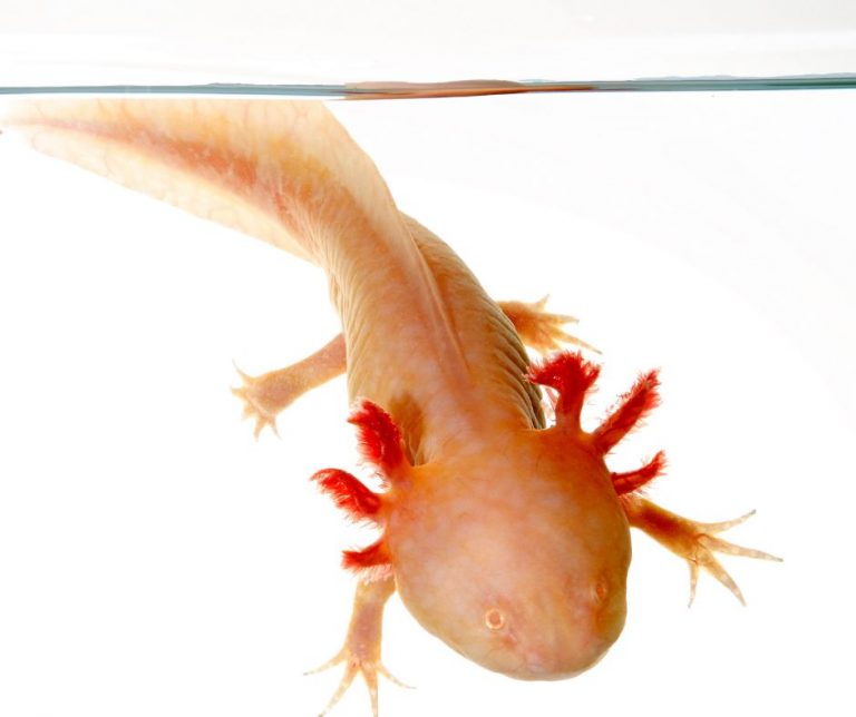 Do Axolotls Need Air 