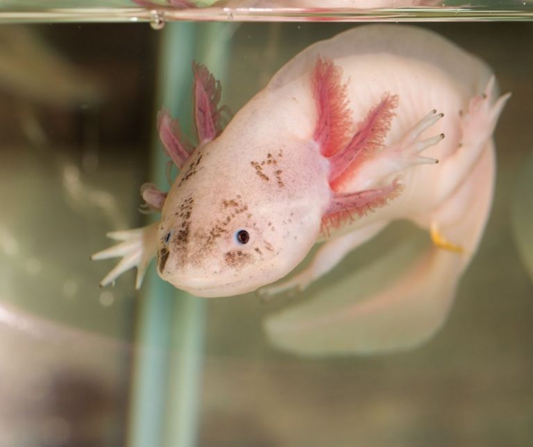 Types of Axolotl Bath Complete Guide for Beginner