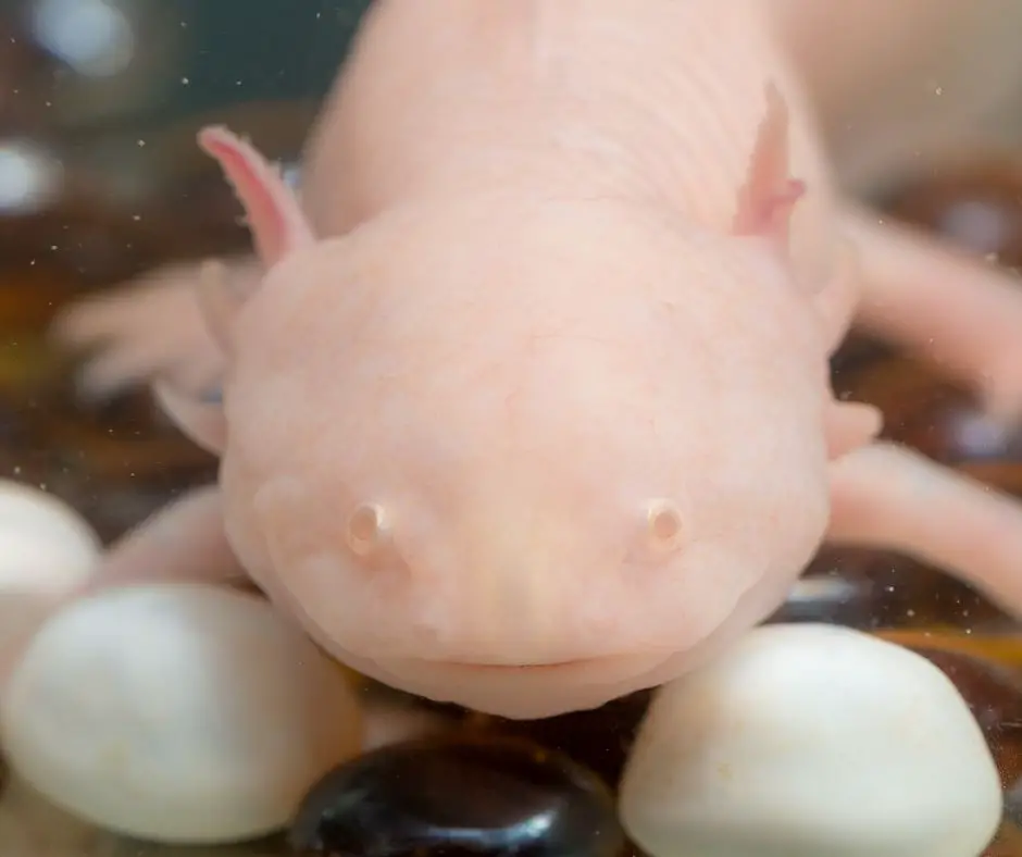 axolotl's face