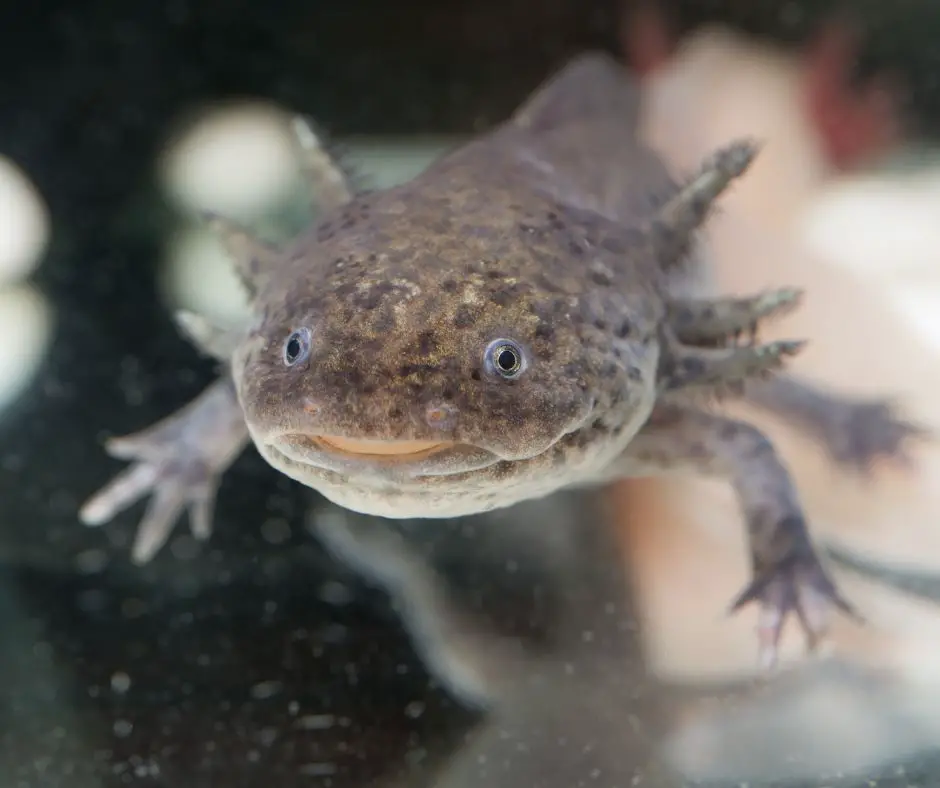 axolotl's surprise face