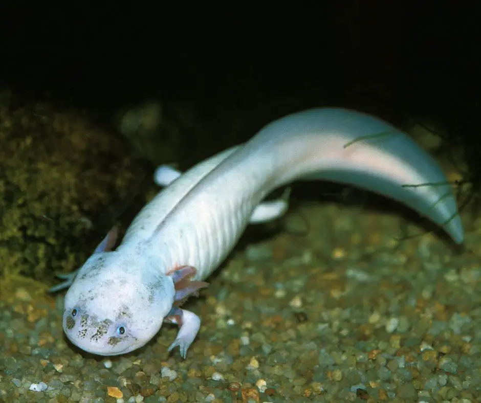 axolotl's tail is curled