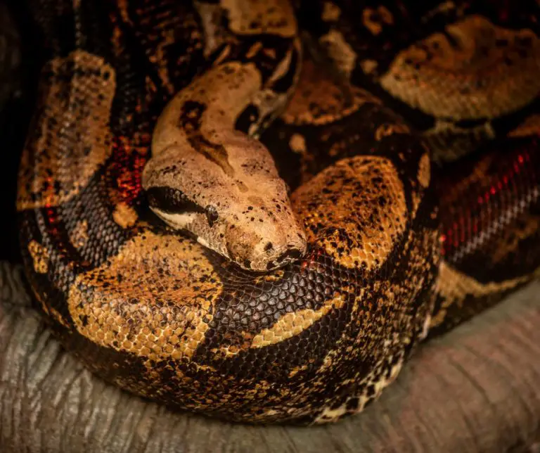 What Does Ball Python Poop Look Like? (Vet Answer)