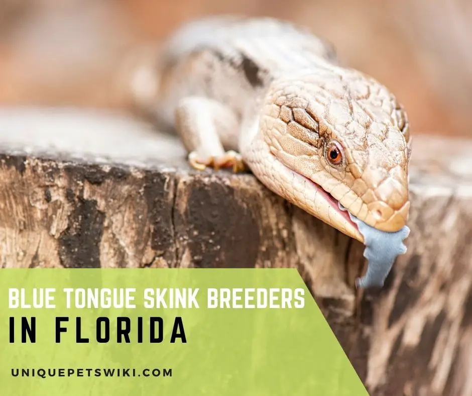 blue tongue skink breeders in Florida