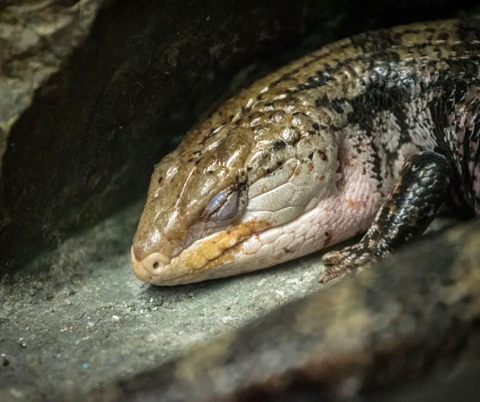 A blue tongue skink is sleeping