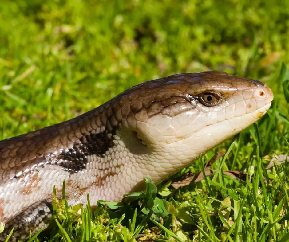 Blue tongue skink on grass