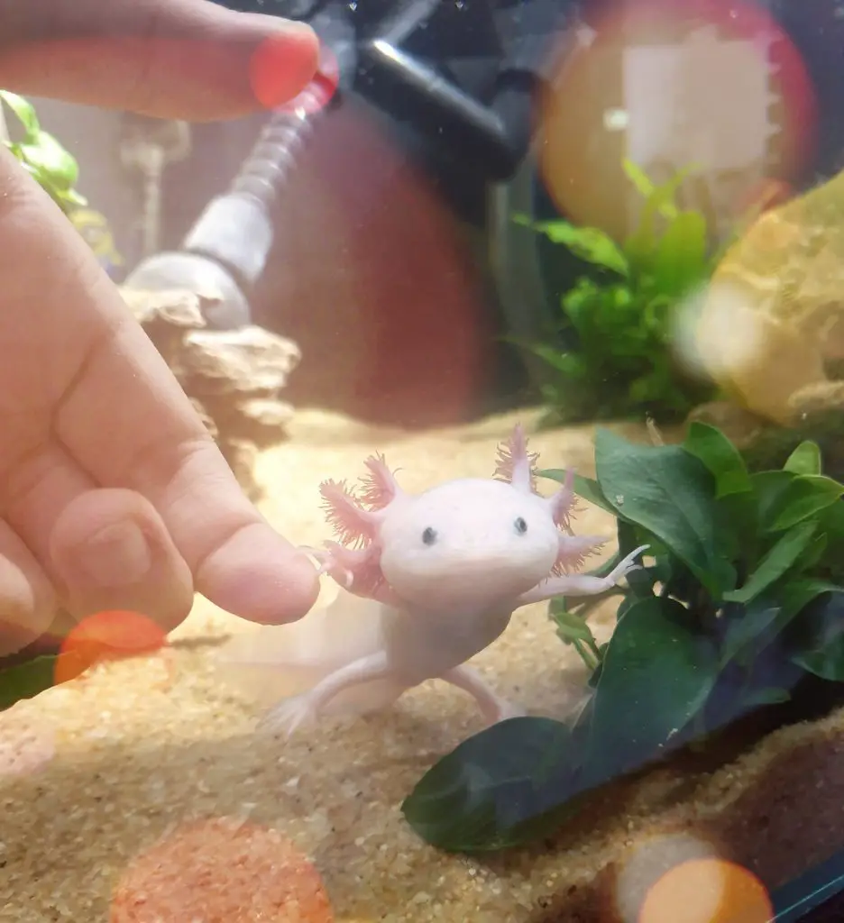 one hand is trying to touch the axolotl