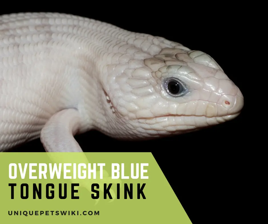 overweight blue tongue skink
