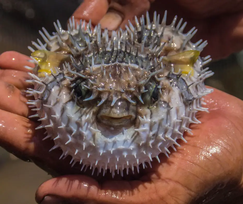 puffer fish is lying in hand