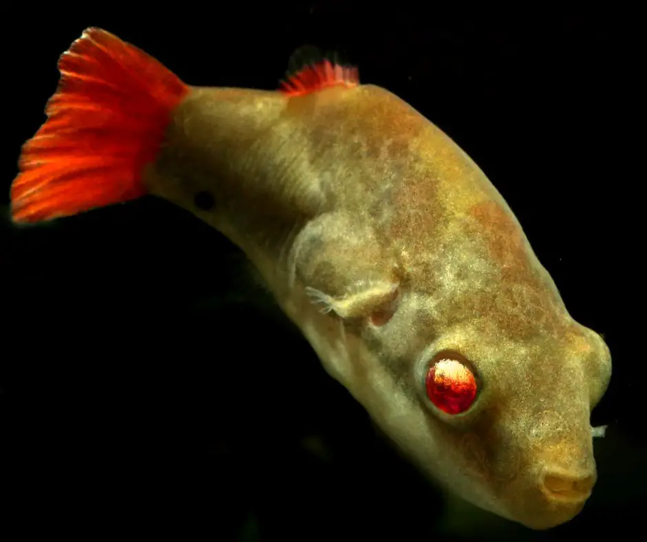 Red eye puffer