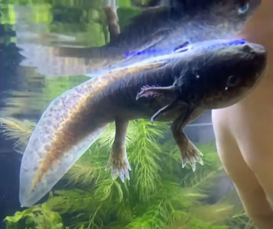 the axolotl is floating