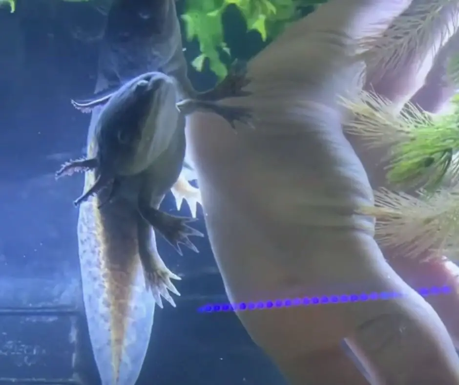 the owner is taking the dead axolotl out of the tank with his hand