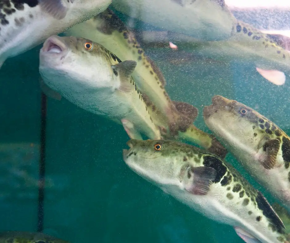 too many puffer fish in one tank