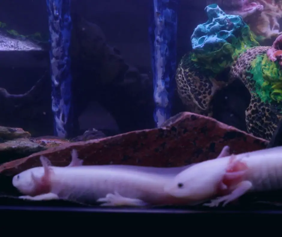 two axolotls are living together