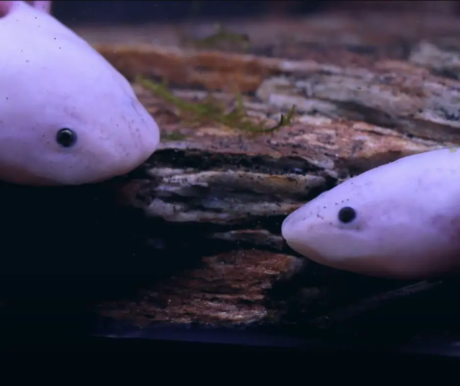 two axolotls looking at each other