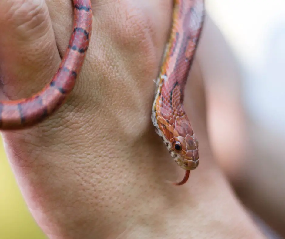 A Corn snakes have been successfully tamed