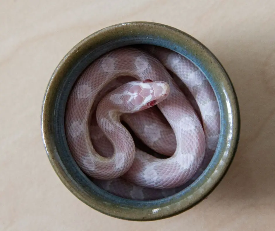 A baby corn snake is hiding in a bow