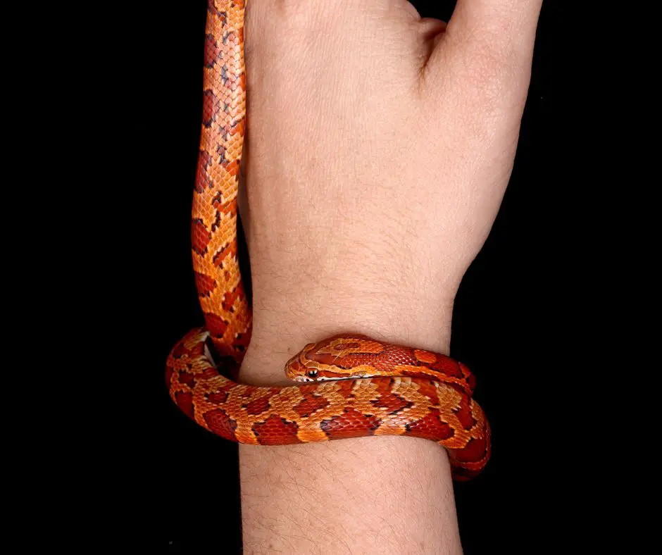 A corn snake curled up in the hand.