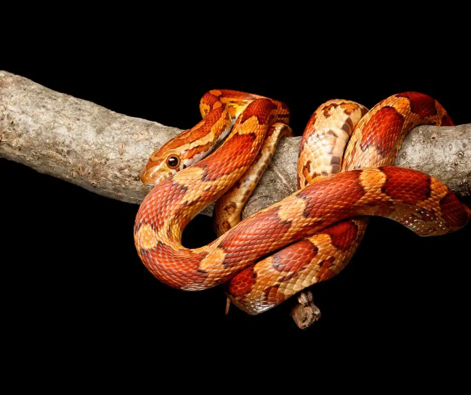 A corn snake is curled up and lying on the tree branch.