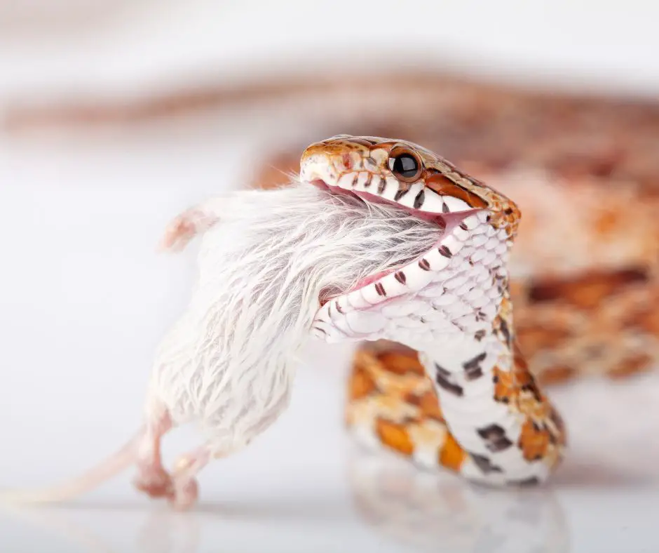 A corn snake is eating mice
