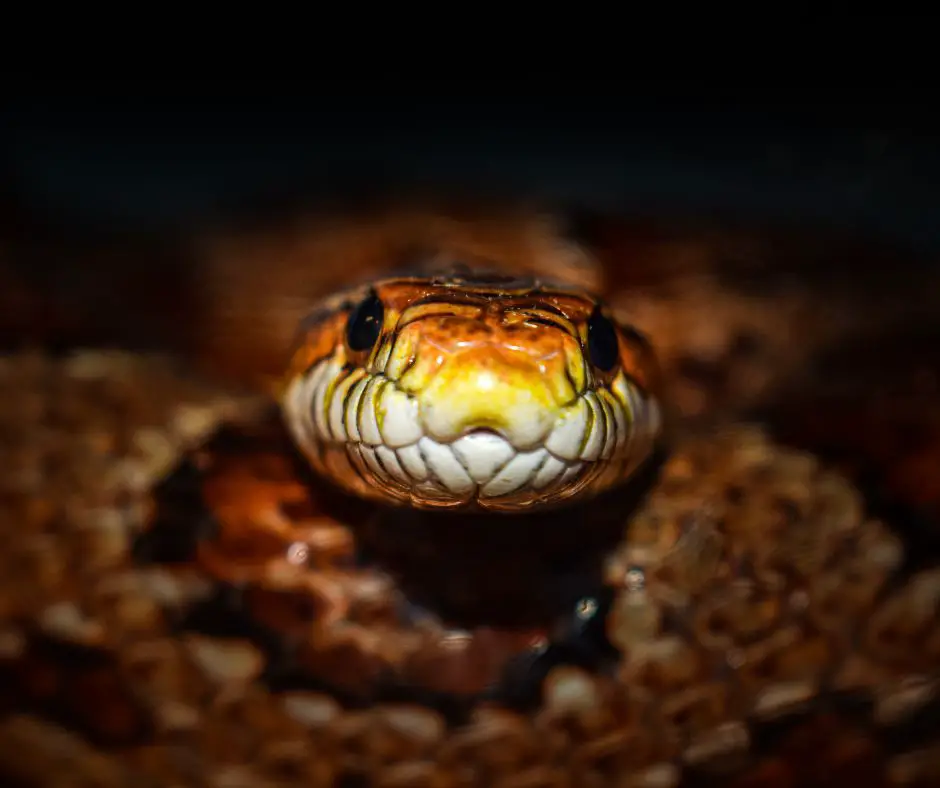 A corn snake is looking at you.