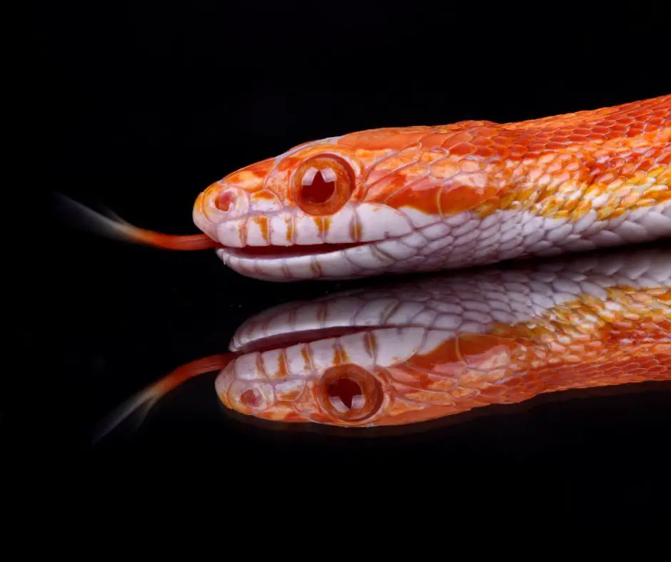 A corn snake's head and reflection 